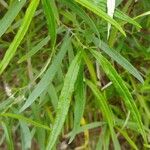 Olearia viscidula Leaf