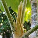 Tetrapanax papyrifer 其他