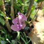 Vigna speciosa Flower