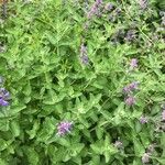 Nepeta racemosaЛіст