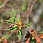 Hypericum lanceolatum Фрукт