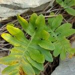 Polypodium cambricumLeaf