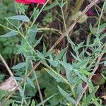 Linum grandiflorum Frunză