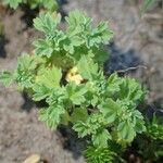 Alchemilla arvensis Pokrój