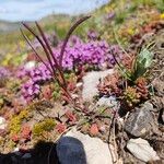 Arabis scabra Floro