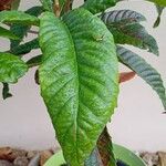 Rhaphiolepis bibas Leaf