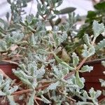 Lampranthus deltoides Leaf
