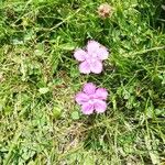 Dianthus deltoidesFlower