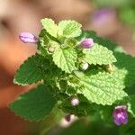 Ballota nigra Flower