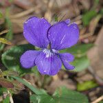 Viola × bavarica Blomst