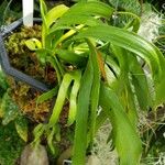 Ophioglossum pendulum পাতা
