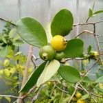 Psidium cattleianum Плід