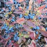 Vaccinium angustifolium Fruto