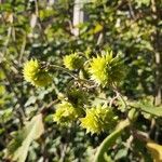 Montanoa bipinnatifida Fruit