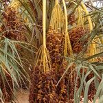 Phoenix dactylifera Fruit