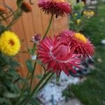 Xerochrysum bracteatumЦветок