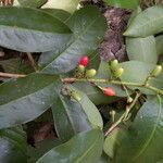 Erythroxylum macrophyllum Plod