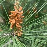 Pinus nigra Цветок