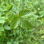 Filipendula ulmaria Blad