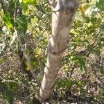 Zanthoxylum clava-herculis Corteza