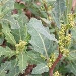 Oxybasis glauca পাতা
