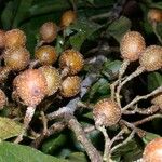 Casearia corymbosa Frukt