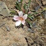 Calandrinia acaulis Агульны выгляд