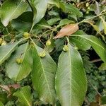 Euonymus carnosus Leaf