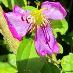 Heterotis rotundifolia Цвят