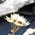 Allium narcissiflorumOwoc