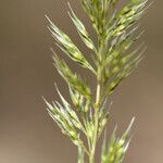 Gastridium ventricosum Flower