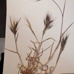 Bromus rubens পাতা