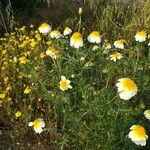 Chrysanthemum coronarium Fiore