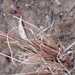Microchloa kunthii Blatt