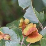 Combretum collinum Fruit