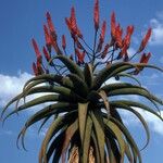 Aloe excelsa Λουλούδι