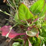 Chenopodium rubrum Hoja