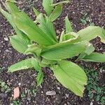 Curcuma longa Leaf