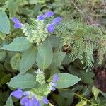 Scutellaria incana Flor