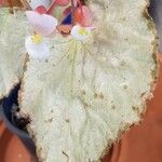 Begonia urophylla Levél