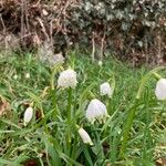 Leucojum vernumപുഷ്പം