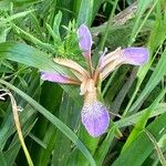 Iris foetidissima Blomst