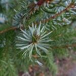 Picea omorika Hostoa