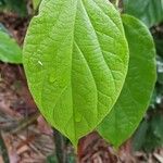 Clerodendrum speciosissimum Hoja