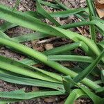 Galtonia candicans Leaf