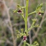 Scrophularia striata Flower