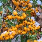 Pyracantha koidzumii Frucht