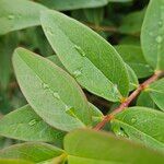 Hypericum patulum ഇല