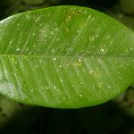 Chrysophyllum brenesii Лист