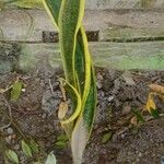 Sansevieria trifasciata Blatt